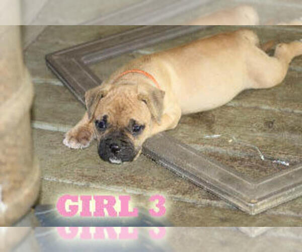 Medium Photo #15 American Bulldog Puppy For Sale in PARIS, TN, USA