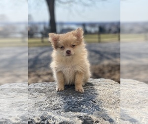 Pomeranian Puppy for sale in CANOGA, NY, USA