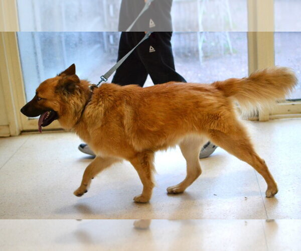 Medium Photo #3 German Shepherd Dog-Unknown Mix Puppy For Sale in Germanton, TN, USA