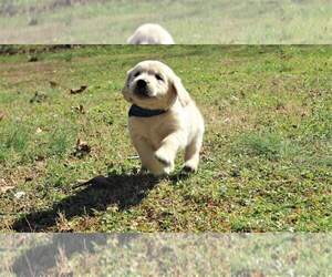 Golden Retriever Puppy for sale in ATHENS, GA, USA
