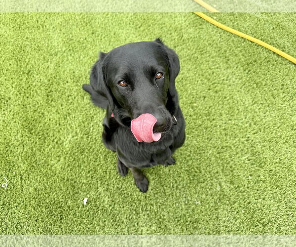 Medium Photo #3 Labrador Retriever Puppy For Sale in Clovis, CA, USA