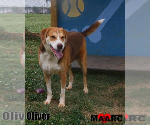 Medium Photo #1 Labrador Retriever-Unknown Mix Puppy For Sale in Maryville, TN, USA