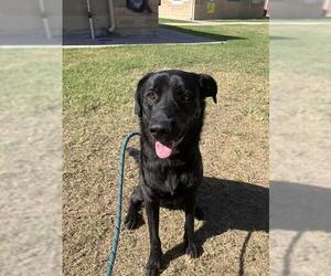 Labrador Retriever Dogs for adoption in Corpus Christi, TX, USA