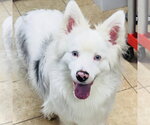 Small Australian Shepherd