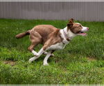 Small #8 American Pit Bull Terrier-Border Collie Mix