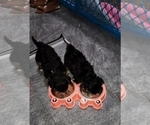 Small Photo #2 Morkie Puppy For Sale in YPSILANTI, MI, USA