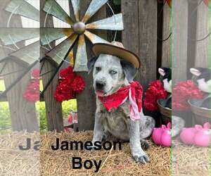 Lab-Pointer Dogs for adoption in Royal Palm Beach, FL, USA