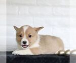 Small Photo #4 Pembroke Welsh Corgi Puppy For Sale in PARADISE, PA, USA