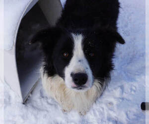 Mother of the Border Collie puppies born on 06/16/2022