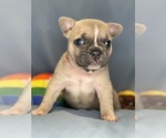 Puppy Lavender Faux Frenchbo Bulldog