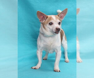 Chihuahua Dogs for adoption in Burbank, CA, USA