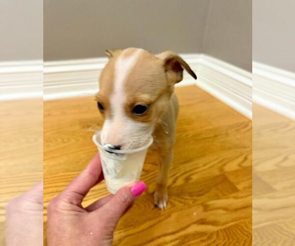 Medium Photo #2 Labrador Retriever-Unknown Mix Puppy For Sale in Plainfield, IL, USA