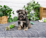 Small #8 Schnauzer (Miniature)