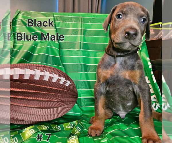 Medium Photo #1 Doberman Pinscher Puppy For Sale in CLINTON, OH, USA