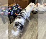 Small #7 Australian Shepherd