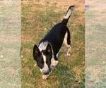Small #2 Mutt