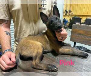Belgian Malinois Puppy for sale in WHITESBORO, TX, USA