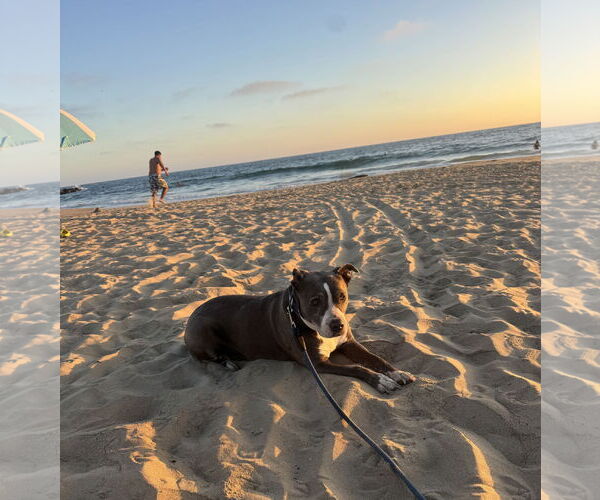 Medium Photo #3 Mutt Puppy For Sale in San Diego, CA, USA