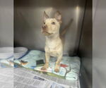 Small #3 Chi-Corgi