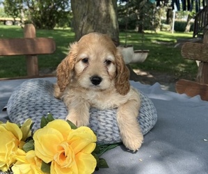 Cock-A-Poo Puppy for sale in THORP, WI, USA