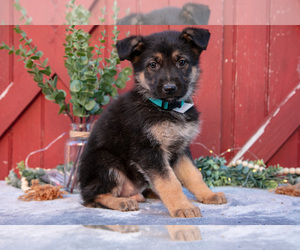Medium German Shepherd Dog