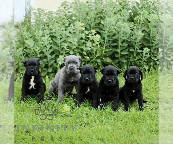 Medium Photo #2 Cane Corso Puppy For Sale in QUARRYVILLE, PA, USA