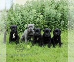 Small #1 Cane Corso