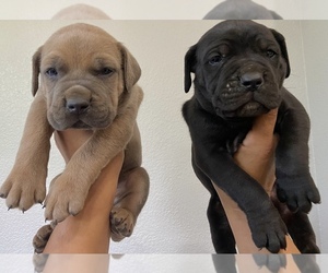 Akita-Cane Corso Mix Puppy for sale in TURLOCK, CA, USA