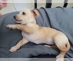 Small Photo #1 Chiweenie Puppy For Sale in PINSON, AL, USA