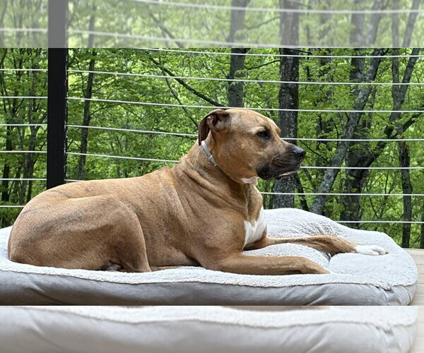 Medium Photo #2 Mutt Puppy For Sale in Candler, NC, USA