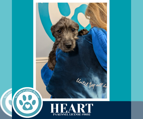 Medium Photo #1 Dachshund-Unknown Mix Puppy For Sale in Kimberton, PA, USA