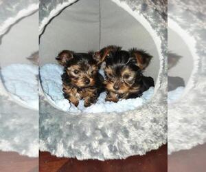 Yorkshire Terrier Puppy for sale in LEBANON, OR, USA