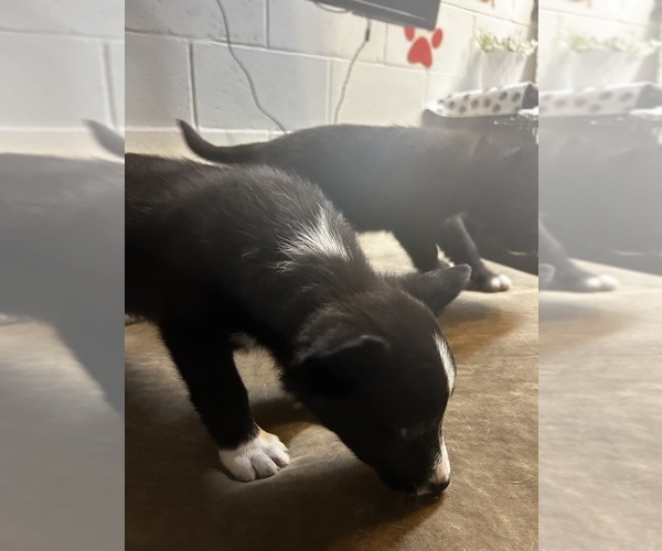 Medium Photo #3 Shollie Puppy For Sale in LUTZ, FL, USA