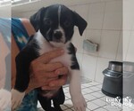 Small #1 Mutt