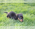 Small Photo #10 Dachshund Puppy For Sale in BLOOMINGTON, IN, USA