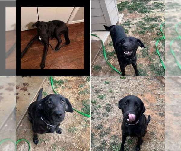 Medium Photo #14 Labrador Retriever-Unknown Mix Puppy For Sale in Salt Lake City, UT, USA