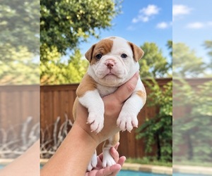 Medium Olde English Bulldogge