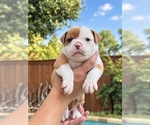 Puppy 2 Olde English Bulldogge