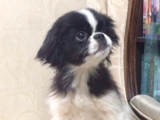 Medium Photo #2 Japanese Chin Puppy For Sale in DAVISVILLE, MO, USA