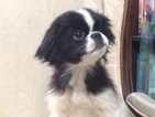 Small Photo #2 Japanese Chin Puppy For Sale in DAVISVILLE, MO, USA