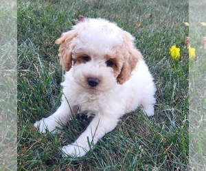 Goldendoodle (Miniature) Puppy for sale in NARVON, PA, USA