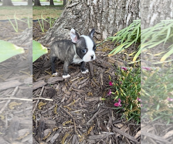 Medium Photo #2 Boston Terrier Puppy For Sale in FREDONIA, KS, USA