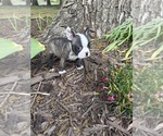 Small #1 Boston Terrier