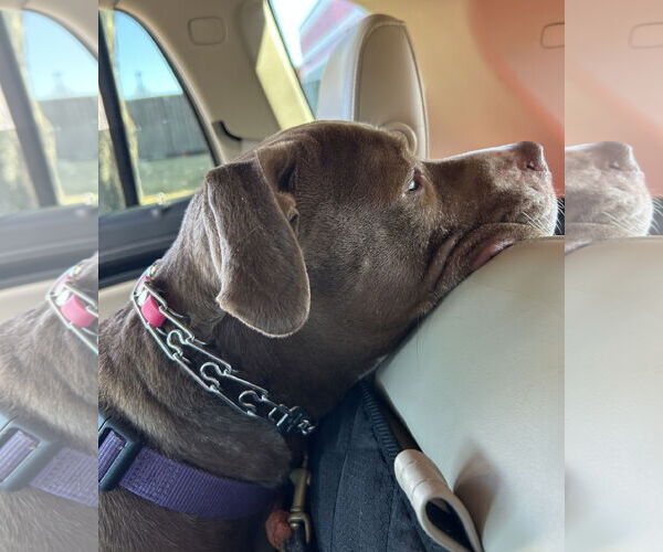 Medium Photo #4 American Pit Bull Terrier-American Staffordshire Terrier Mix Puppy For Sale in Techny, IL, USA