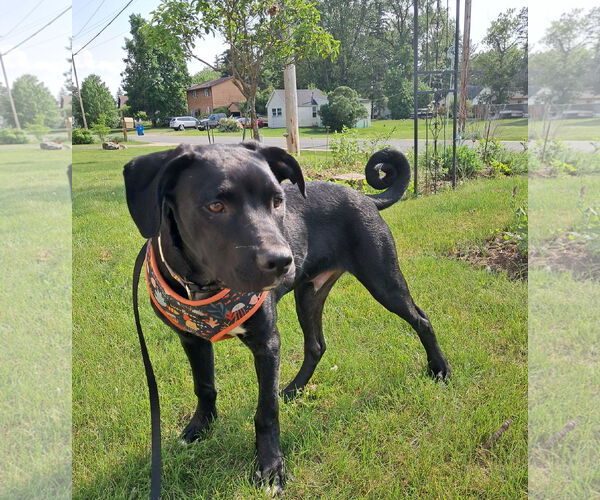 Medium Photo #1 Labrador Retriever-Unknown Mix Puppy For Sale in Princeton, MN, USA