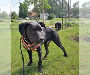 Labrador Retriever-Unknown Mix Dogs for adoption in Princeton, MN, USA