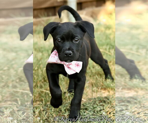 Medium Photo #7 American Pit Bull Terrier-Labrador Retriever Mix Puppy For Sale in McKinney, TX, USA