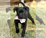 Small #6 American Pit Bull Terrier-Labrador Retriever Mix