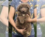 Small #4 German Shepherd Dog