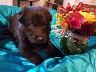 German Shepherd Dog Puppy for sale in ROSELLE, IL, USA